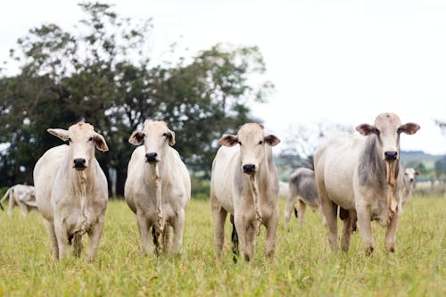 Indicador do Boi DATAGRO: valor médio da arroba do boi gordo fechou a quinta-feira (18) em R$ 346,78