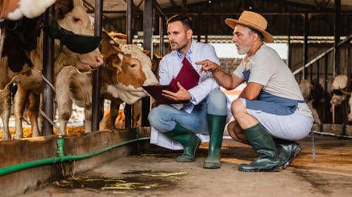 Indústria de saúde animal cresce 7,9% em 2025