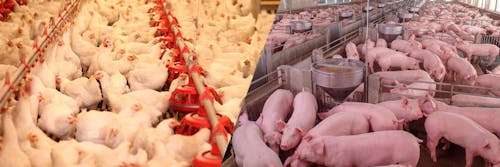Custos de produção de frango de corte e de suínos sobem em julho
