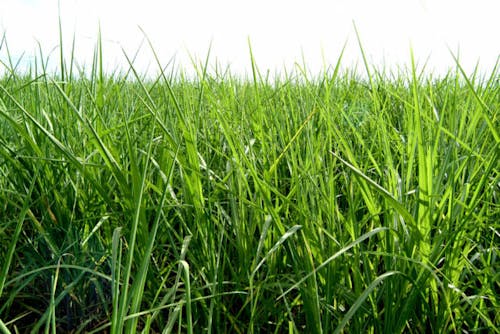 NetZero to open new biochar production plant in Brazil - DATAGRO