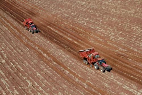 Colk Sugarcane: new CTC genetically modified varieties aim to deliver ...