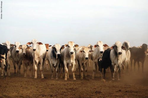 Abate de bovinos no Mato Grosso bate recorde em outubro, aponta Imea