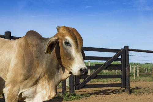 Filipinas abre mercado para carne bovina com osso e miúdos do Brasil