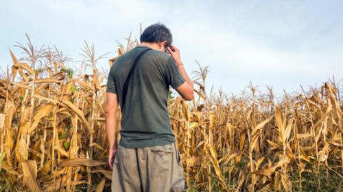 Embrapa: genetic recombination of corn anthracnose makes disease ...